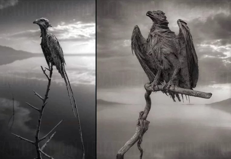 حيوانات وطيور محنطة فى  بحيرة تنزانيا 