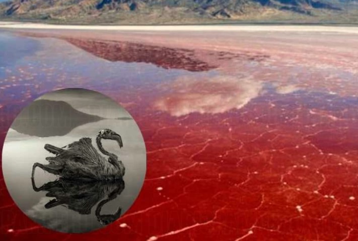 بحيرة ناترون فى تنزانيا 