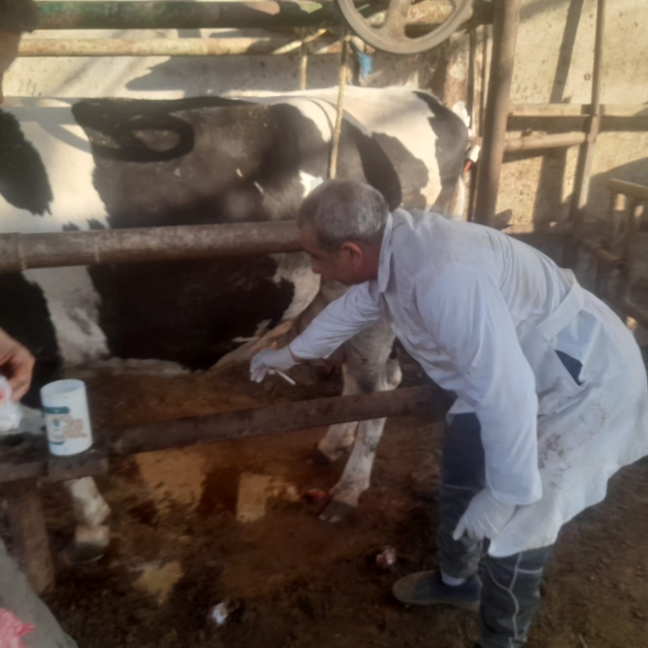 حملات مكبرة لتحصين الماشية (2)