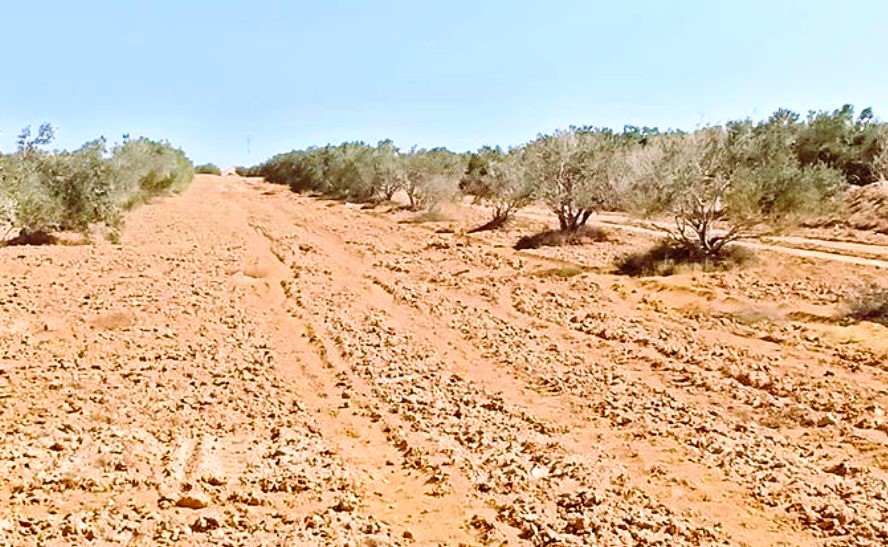 انشطة تنمية وديان مطروح