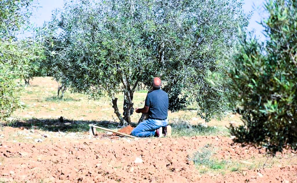 تعزيز الممارسات الزراعية في صحراء مطروح