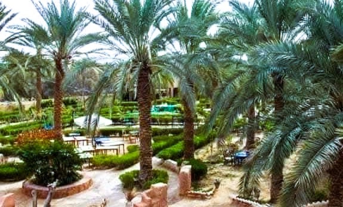 احد فنادق سيوة وسط النخيل والطبيعة احد فنادق سيوة وسط النخيل والطبيعة