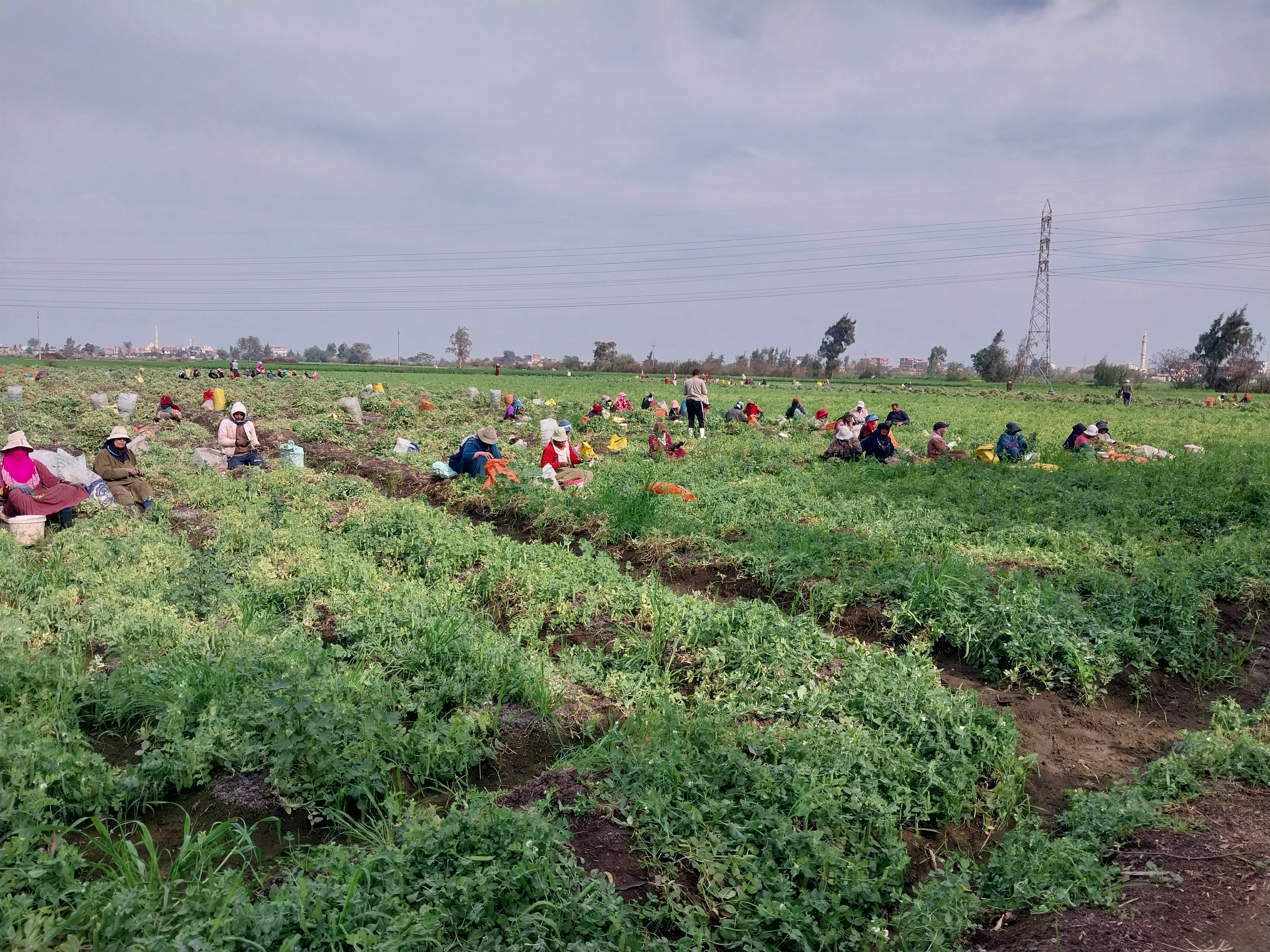 البسلة الخضراء 