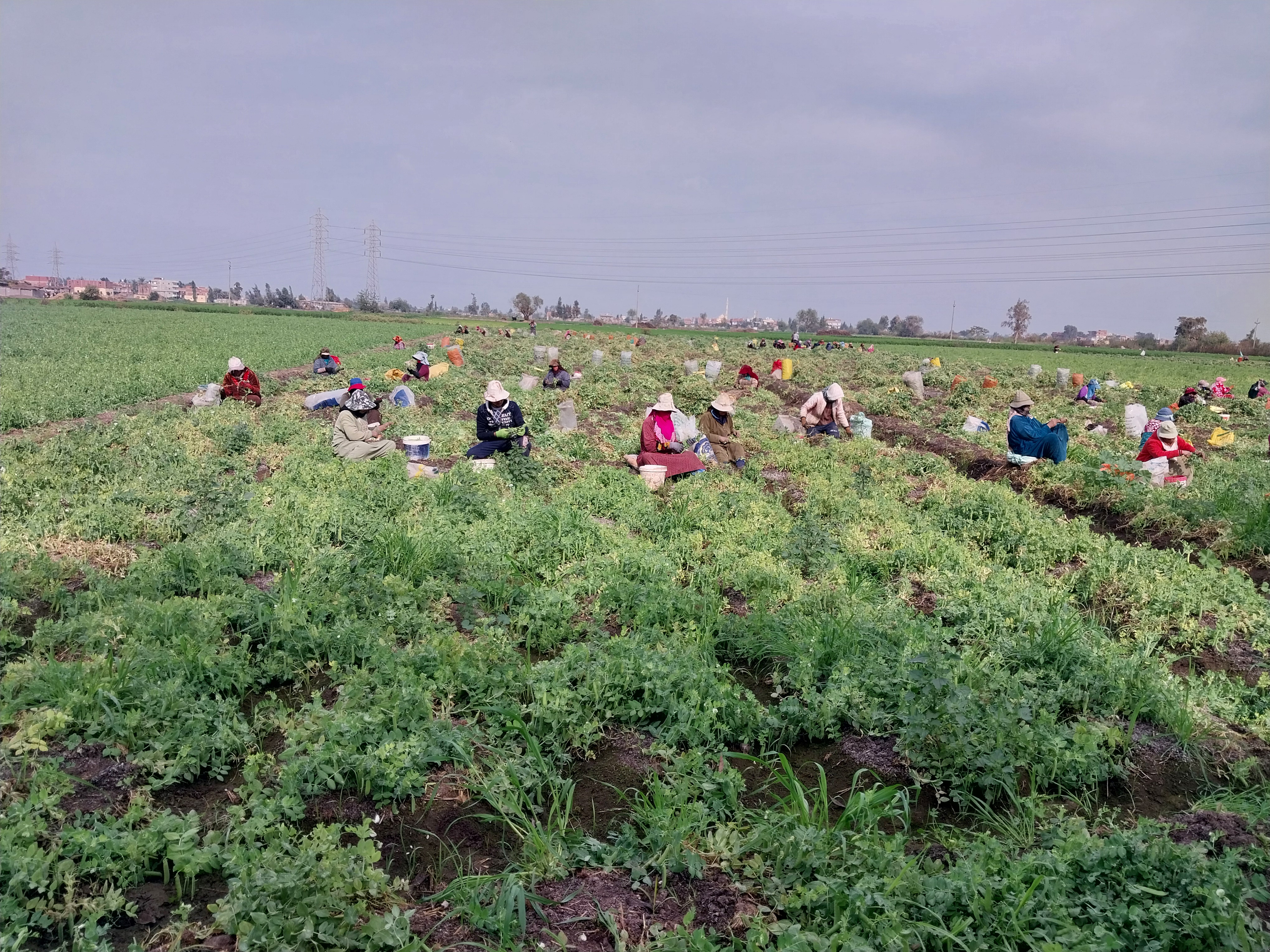 العروة الشتوية _1