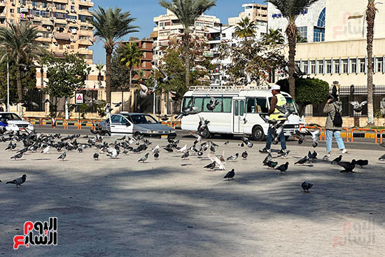 إطعام الحمام إطعام الحمام
