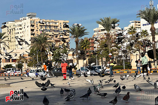 رحلة راعي الحمام