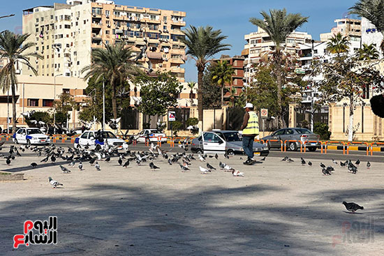 راعي الحمام