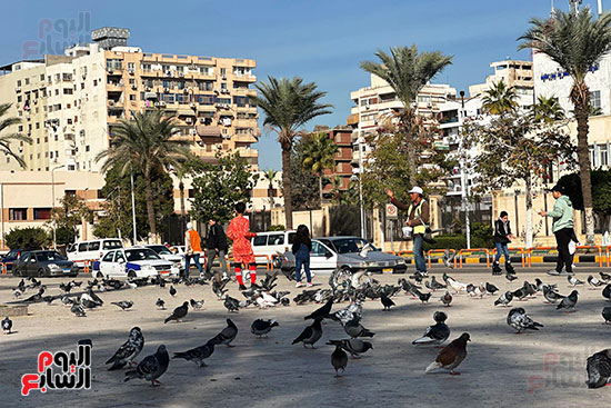 الحمام في الحقل الحمام في الحقل