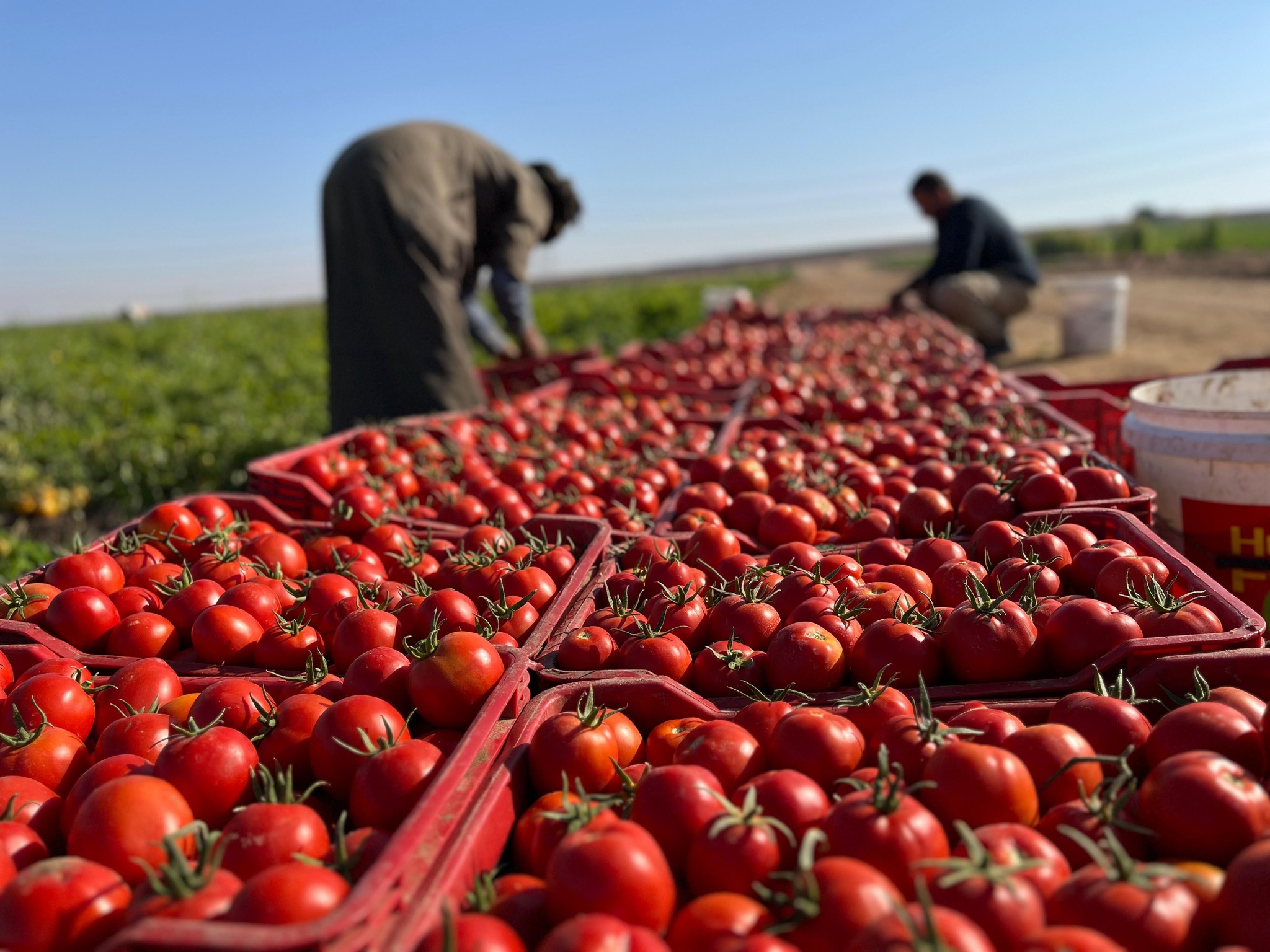 موسم مميز لحصاد الطماطم فى جبال غرب الأقصر