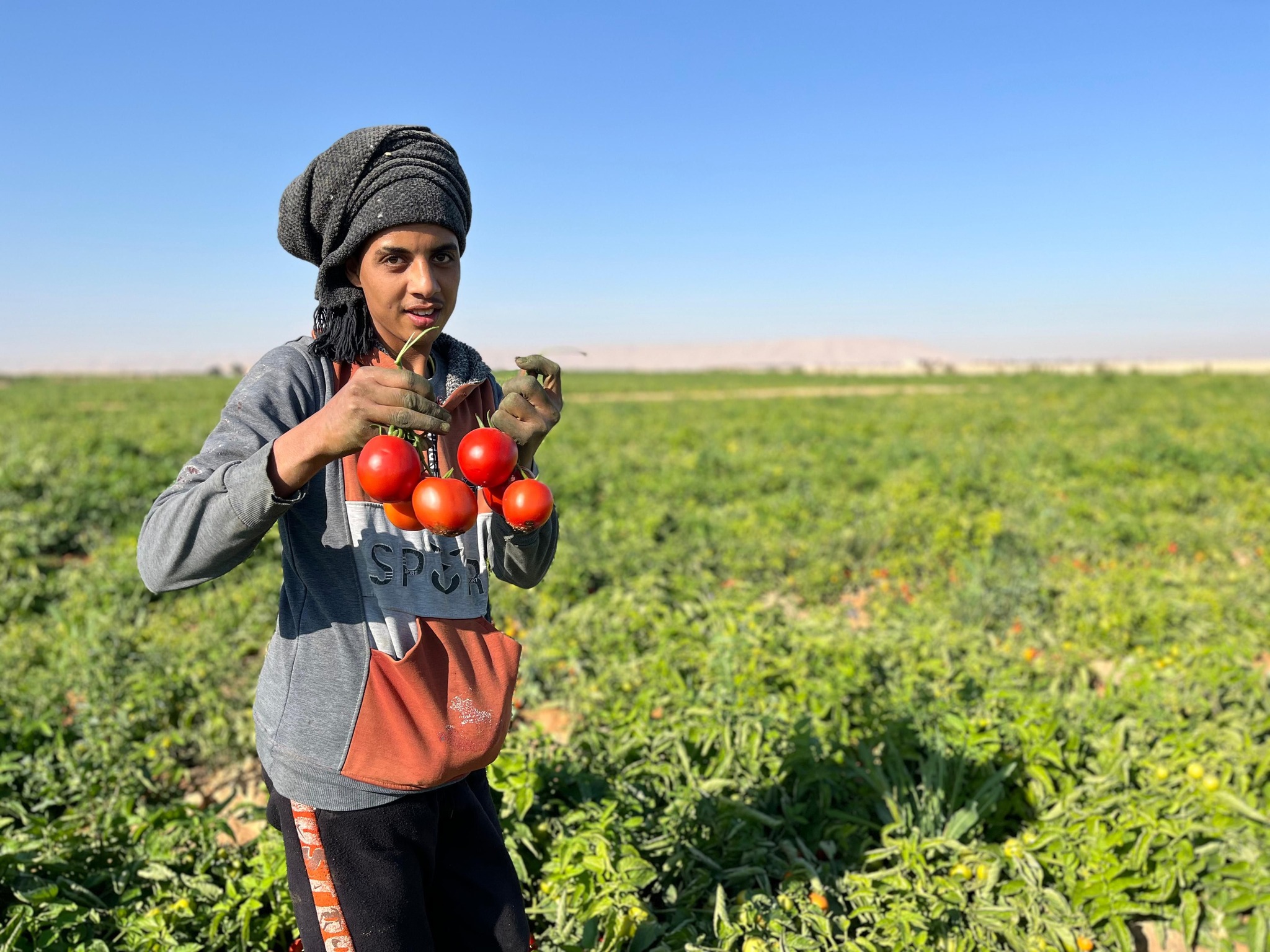 بهجة شاب خلال حصاد الطماطم بالمزارع