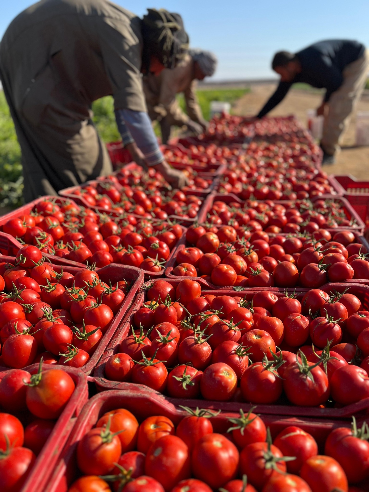 موسم مبشر بالخير فى حصاد الطماطم غرب الأقصر