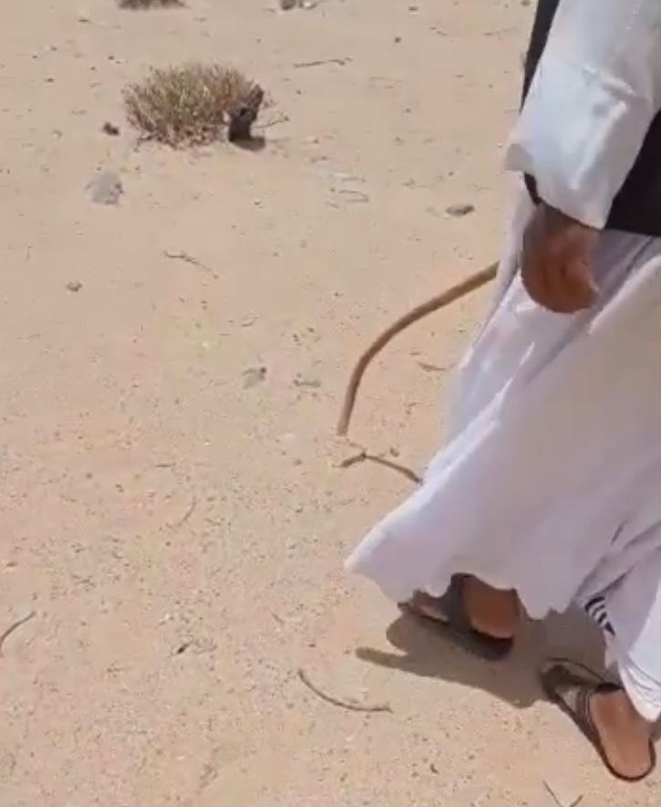 قصاص اثر بحلايب 