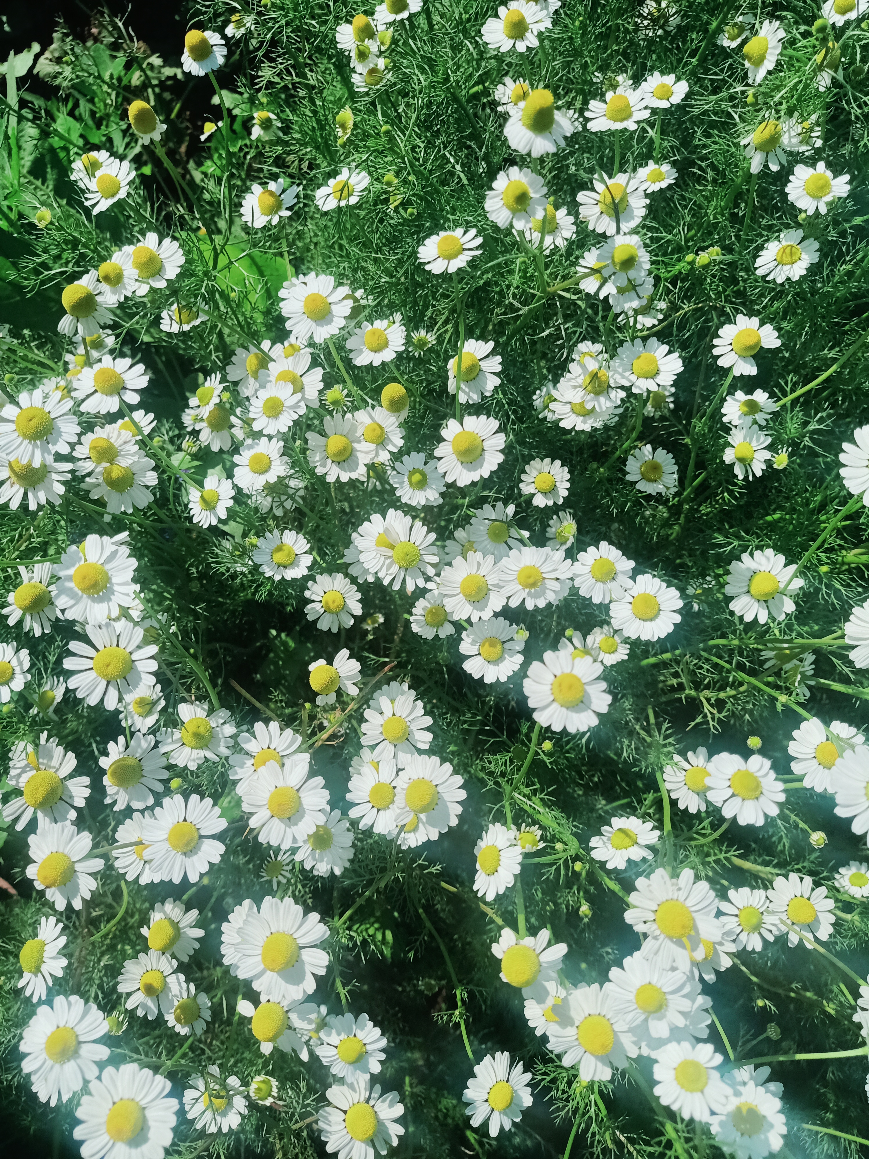 قطف محصول الشيح