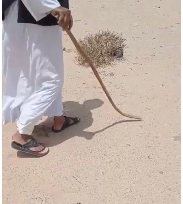 يدقق فى القدم ويعرفون من السارق