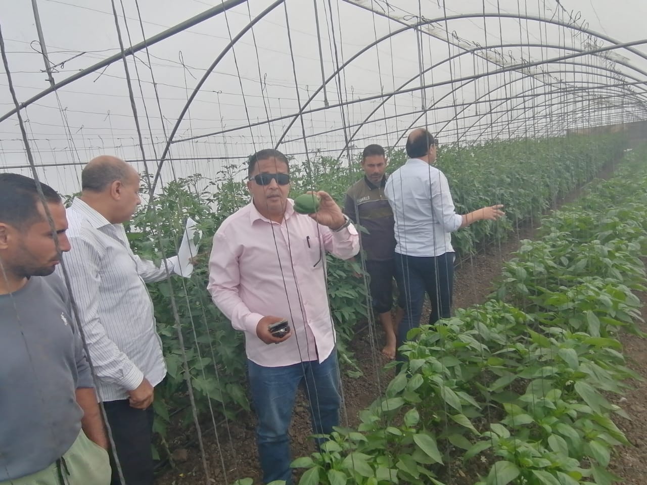 الصوب الزراعية (1)