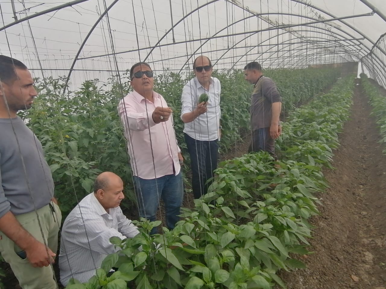 الصوب الزراعية (2)