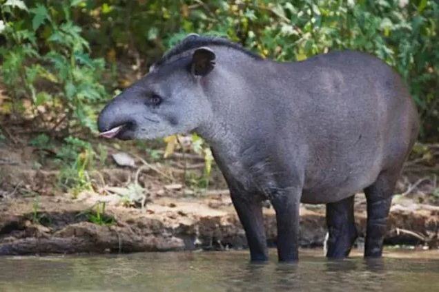 حيوان حيوان