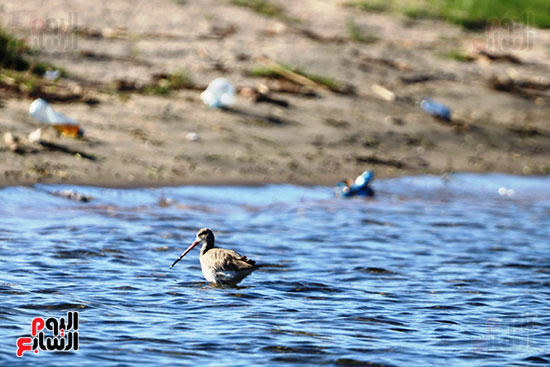الطيور وسط المخلفات