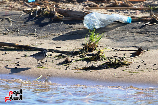 الطيور مع مخلفات البلاستيك