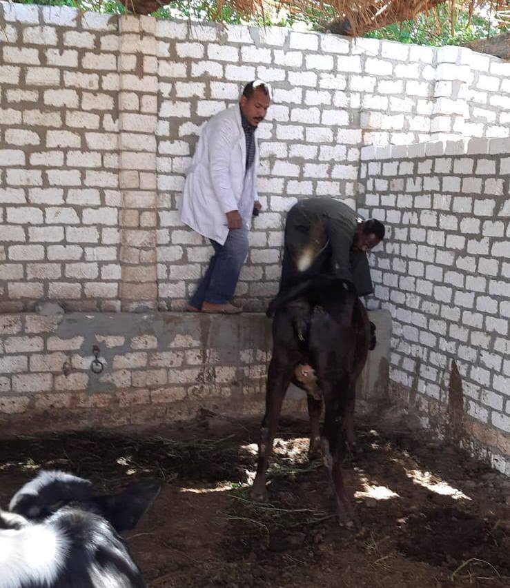 لجان تحصين بيطرى الأقصر تفحص الماشية ضد الجلد العقدي وجدري الأغنام_1 لجان تحصين بيطرى الأقصر تفحص الماشية ضد الجلد العقدي وجدري الأغنام_1