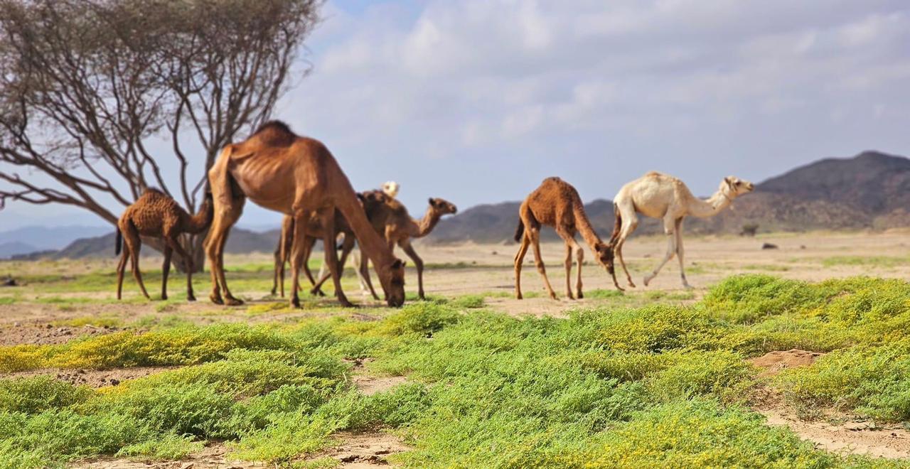 انتشار المراعي الخضراء فى الشلاتين 