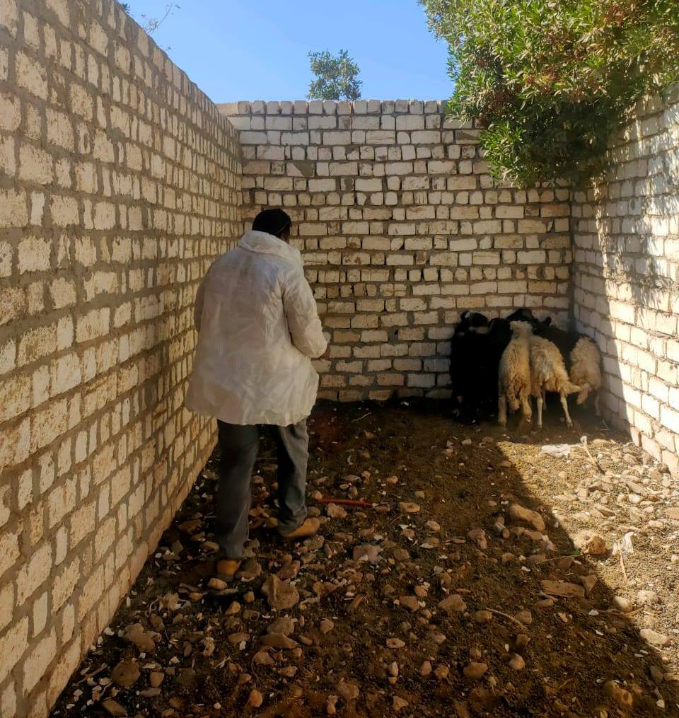 فحص الماشية ضد الجلد العقدي وجدري الأغنام بالقرى والنجوع فحص الماشية ضد الجلد العقدي وجدري الأغنام بالقرى والنجوع