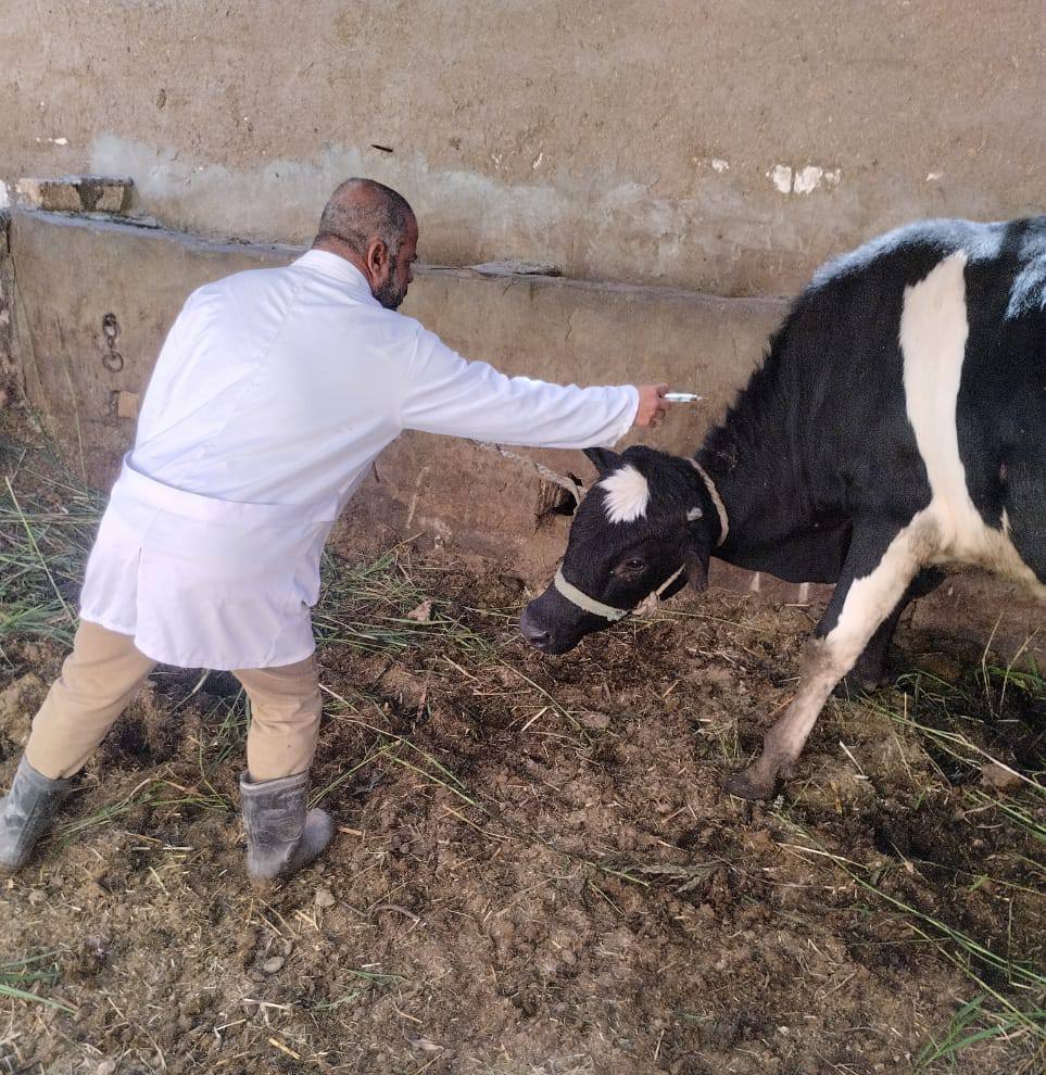 جانب من تحصين وتطعيم المواشي بالأقصر جانب من تحصين وتطعيم المواشي بالأقصر