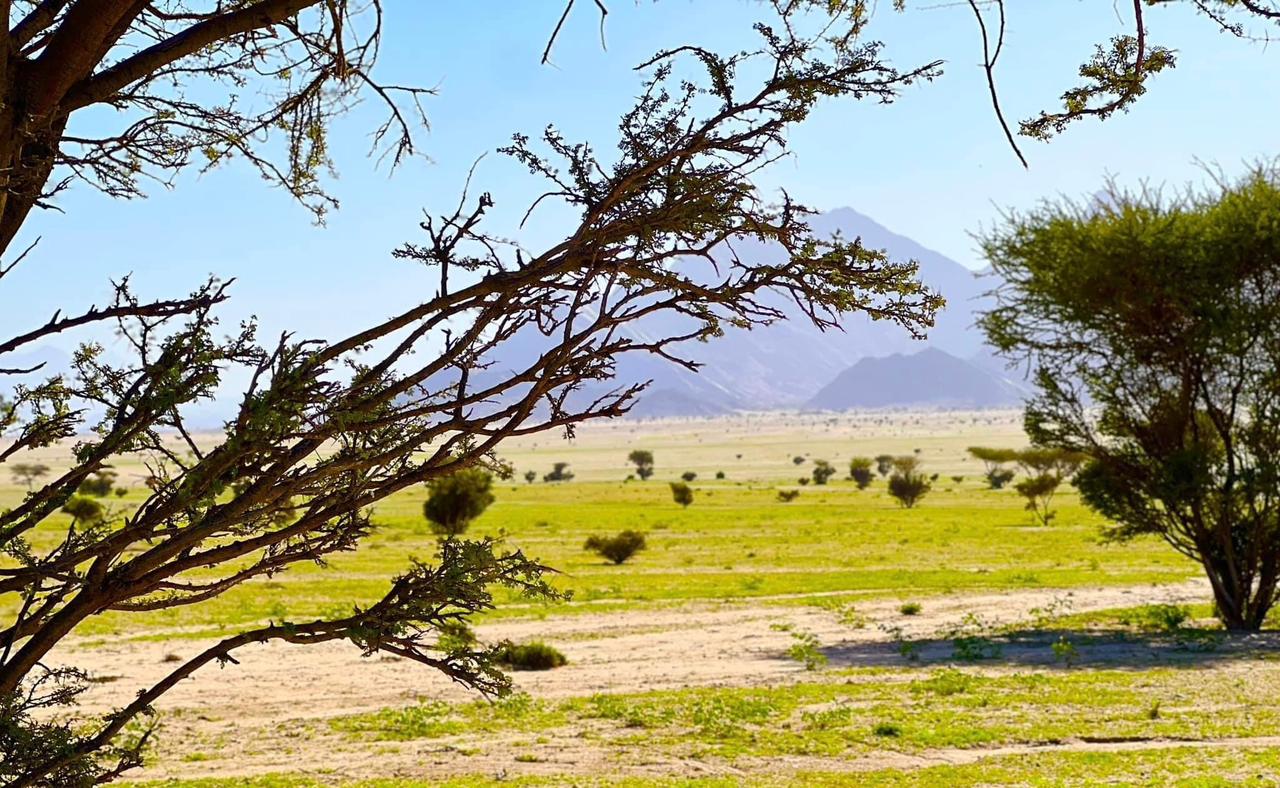 انتشار،المراعي فى صحراء الجنوب 