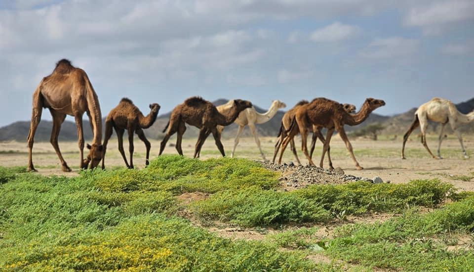 احد أودية غرب الشلاتين 