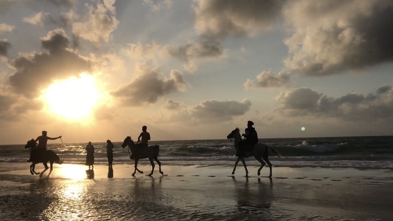 الخيل على شاطئ العريش