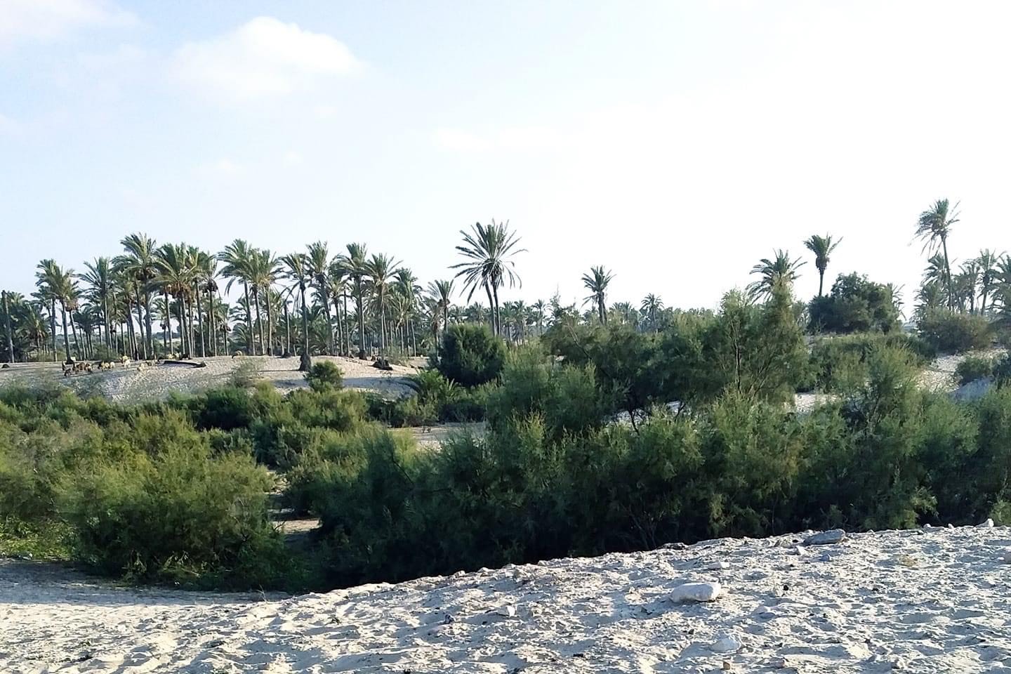 طبيعة خلابه سبخة الشيخ زويد طبيعة خلابه سبخة الشيخ زويد