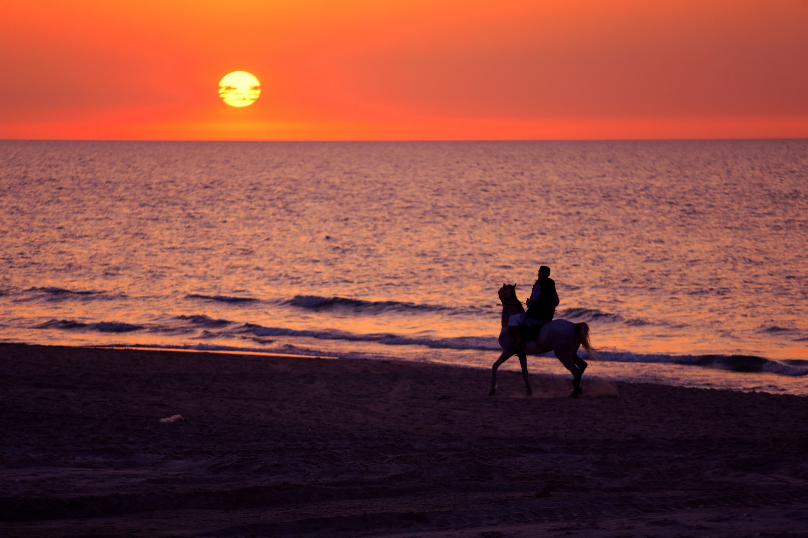 الخيل على شاطئ العريش