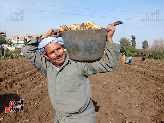 فرحة-حصاد-البطاطس فرحة-حصاد-البطاطس