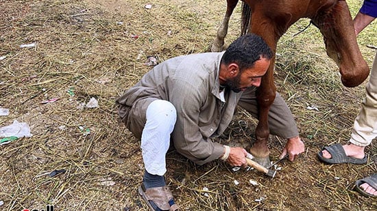 أثناء-العمل-في-خافر-حصان