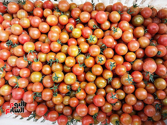 الطماطم