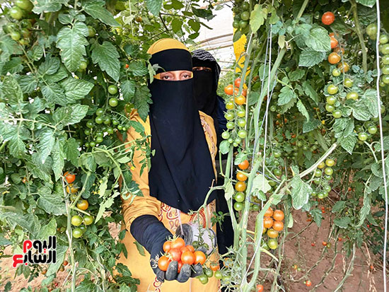 يوفر-فرص-عمالة-للسيدات