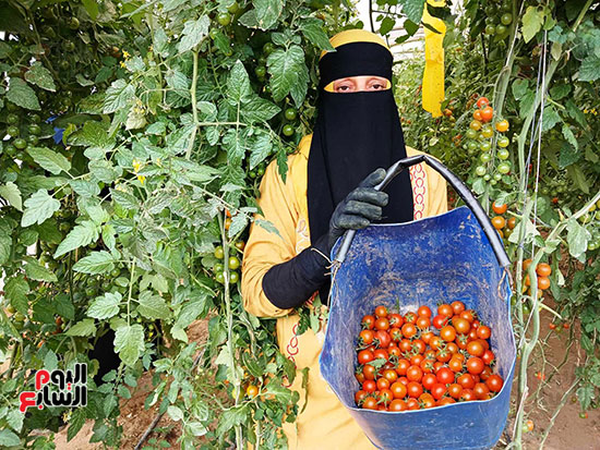 انطلاق-حصاد-الطماطم-الشيري