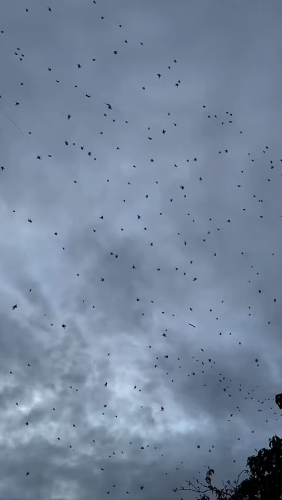 صورة أخرى للعناكب صورة أخرى للعناكب