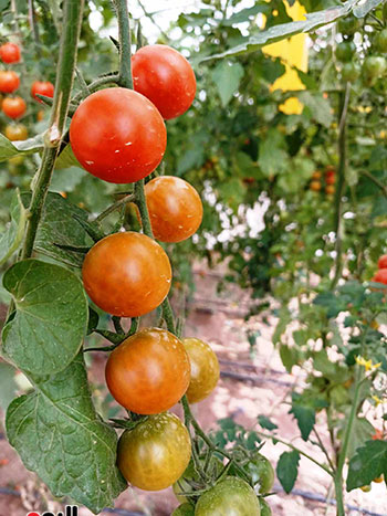 الطماطم-داخل-الصوب