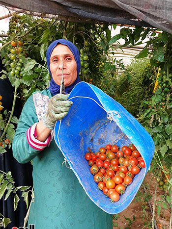 الايادى-الناعمة