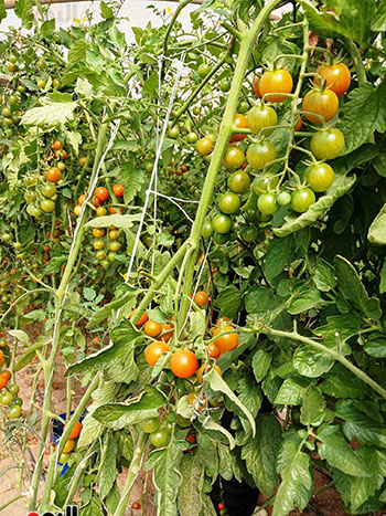 محصول-ذو-انتاجة-عالية