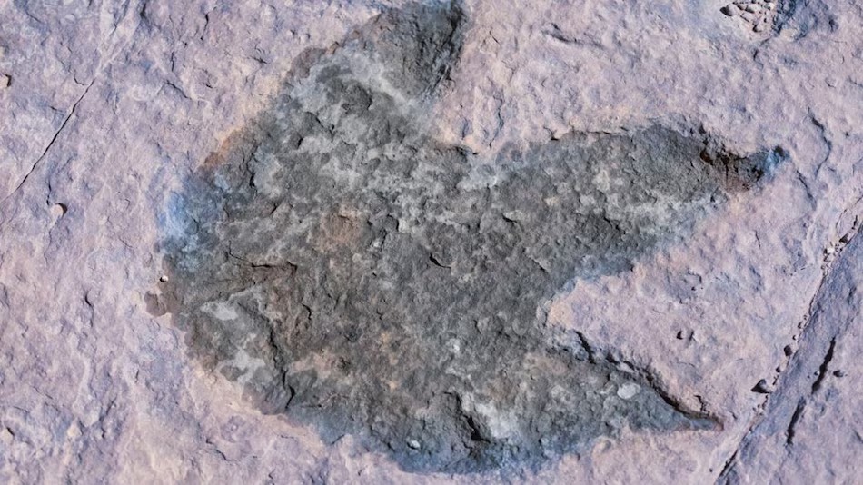 dinosaur_footprint_1735894393152