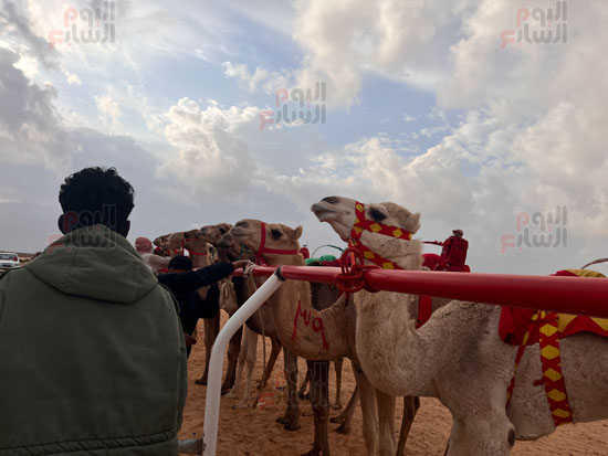 ميدان-الهجن-فى-مدينة-العلمين