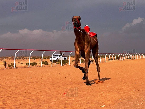 الهجن-المتسابقة