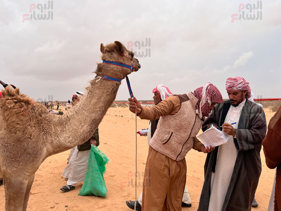 مراجعة-بيانات-الهجن