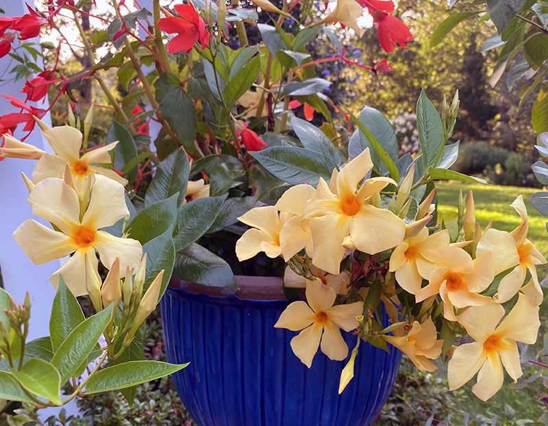 زراعة النباتات