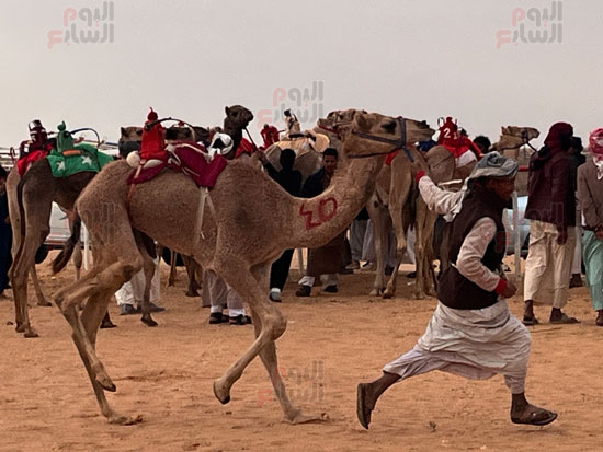 أول-سباق-هجن-بمدينة-العلمين