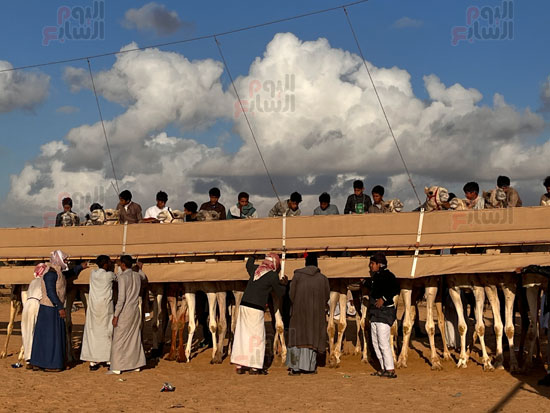 مشاهد-مبهرة-من-سباقات-الهجن-فى-العلمين-خلال-ثانى-أيام-المنافسات