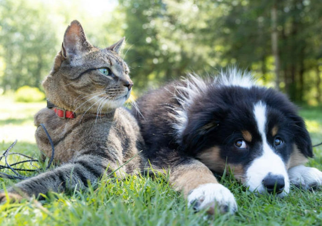 حيوانات أليفة 