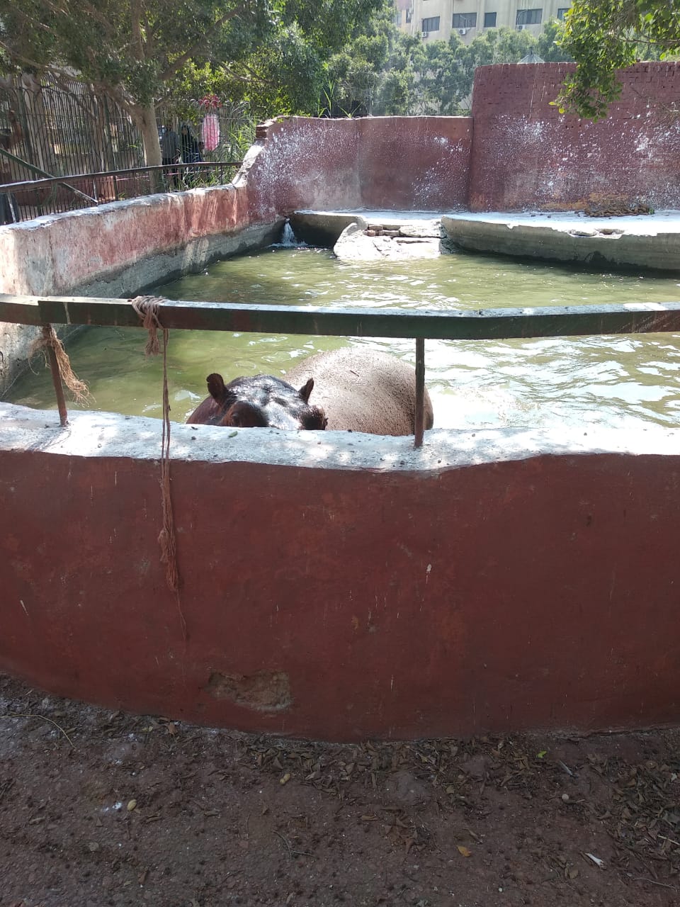 الفرس داخل البحيرة الفرس داخل البحيرة